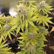 Banana Purple Punch Auto Fastbuds