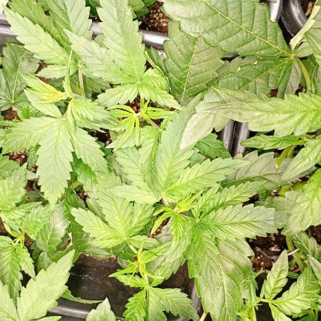 Apple Strudel Auto Fastbuds