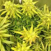 Glowberry Rush Auto Anesia Seeds
