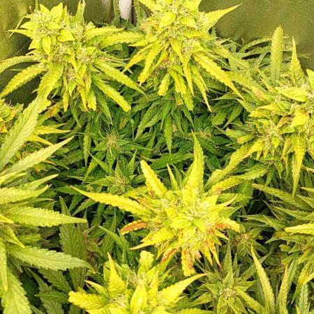 Glowberry Rush Auto Anesia Seeds