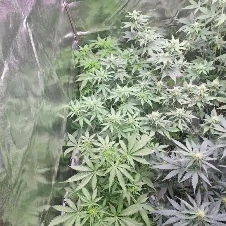 Apple Betty Auto Herbiesseeds