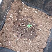 Space Cookies Auto Delicious Seeds