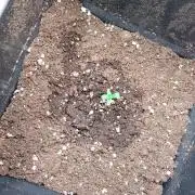 Space Cookies Auto Delicious Seeds