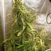 Strawberry Gorilla Auto RF3 Fastbuds