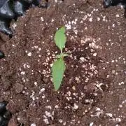 Cherry Cola RF3 Auto Fastbuds