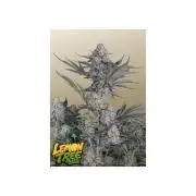 Lemon Tree Auto Fastbuds