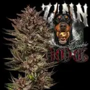 Frozen Zinn x Cookie Dog Eternity Cup'26