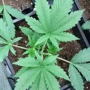 Orange Sherbet FF P#1 Fastbuds