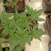 Banana Guava Auto Fastbuds