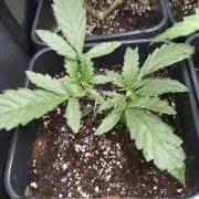 North Thunderfuck Auto RQS