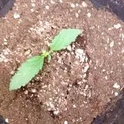 Apple Strudel Auto Fastbuds