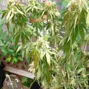 Outdoor Apricot Auto Fastbuds