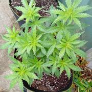 Outdoor Apricot Auto Fastbuds