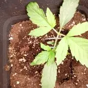 Glowberry Rush Auto Anesia Seeds