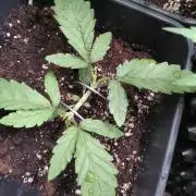 North Thunderfuck Auto RQS