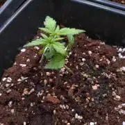 Strawberry Cheesecake Auto Barneys Farm