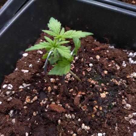 Strawberry Cheesecake Auto Barneys Farm