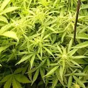 Green Gelato Auto RQS