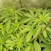 Apple Strudel Auto Fastbuds