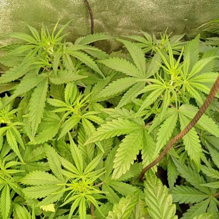 Apple Strudel Auto Fastbuds