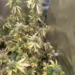 Apple Betty Auto Herbiesseeds