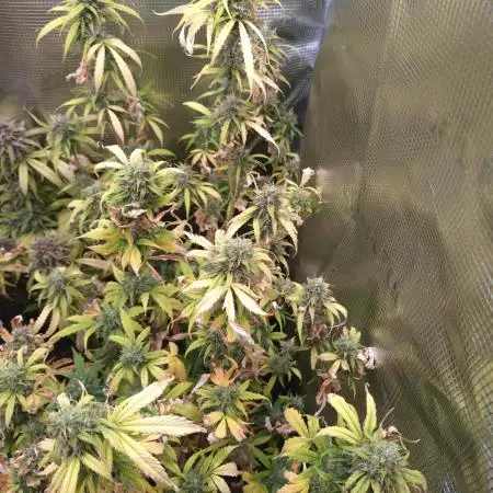 Apple Betty Auto Herbiesseeds
