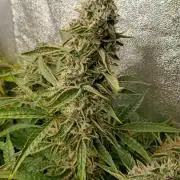 Green Gelato Auto RQS
