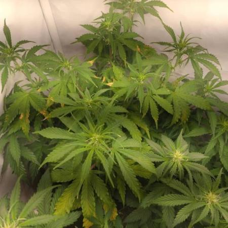 Cookies Gelato Auto RQS