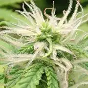 Strawberry Cheesecake Auto Barneys Farm