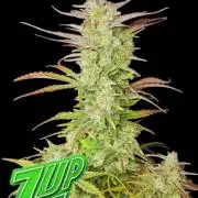 Z-Up Auto Fastbuds