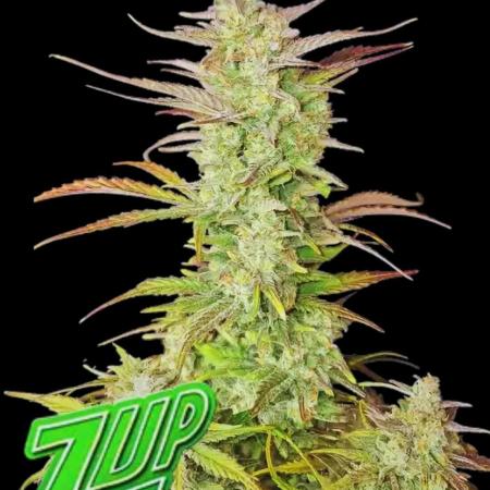 Z-Up Auto Fastbuds