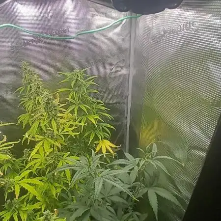 Wedding Cake Auto Barneys Farm