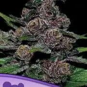 Blackberry Moonrocks Auto ANS