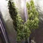 Wedding Cake Auto Barneys Farm
