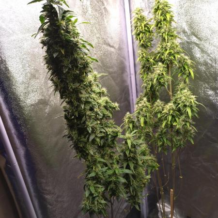 Wedding Cake Auto Barneys Farm