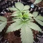 Fat Banana Auto RQS