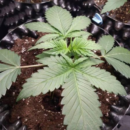 Fat Banana Auto RQS