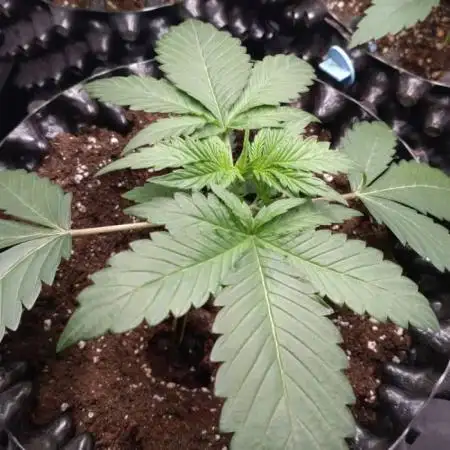Fat Banana Auto RQS