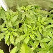 Glowberry Rush Auto Anesia Seeds