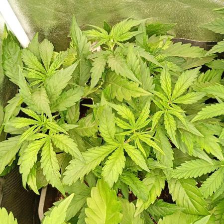 Glowberry Rush Auto Anesia Seeds