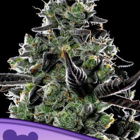 Violet Face Auto Anesia Seeds