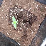 Space Cookies Auto Delicious Seeds