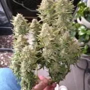 Cherry Cola RF3 Auto Fastbuds