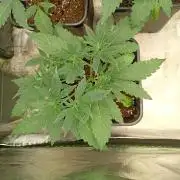 Banana Frost Auto Fastbuds