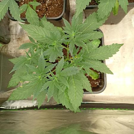 Banana Frost Auto Fastbuds