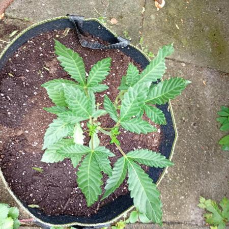 Outdoor Wurlz F1 Auto Zamnesia
