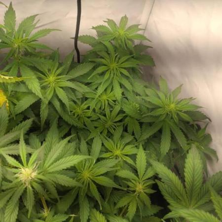 Green Gelato Auto RQS