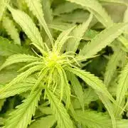 Glowberry Rush Auto Anesia Seeds