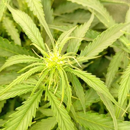 Glowberry Rush Auto Anesia Seeds