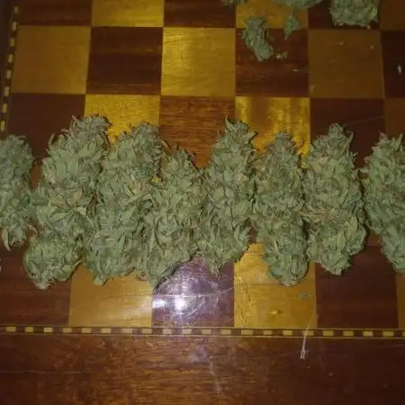Fat Banana, Cookies Gelato, Green Gelato RQS